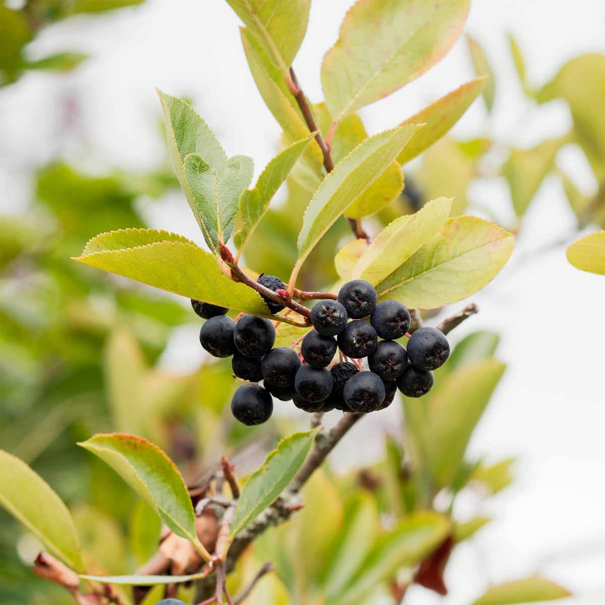 Apfelbeere Viking - Aronia melanocarpa Viking - Willemse