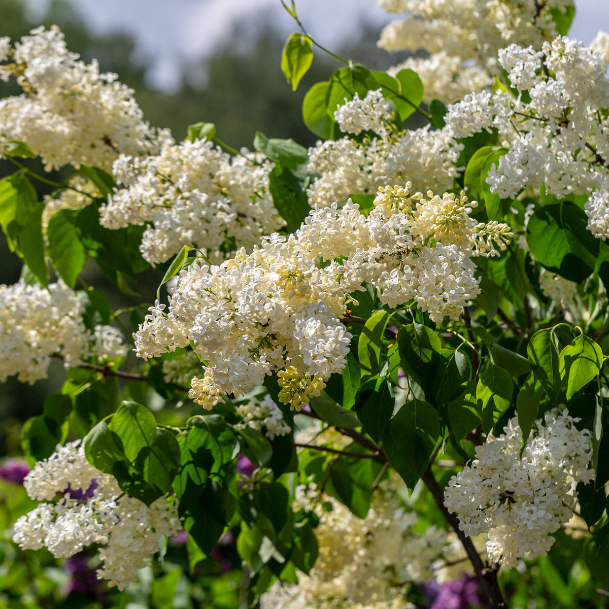 Edelflieder Gelb - Syringa vulgaris Primrose - Willemse