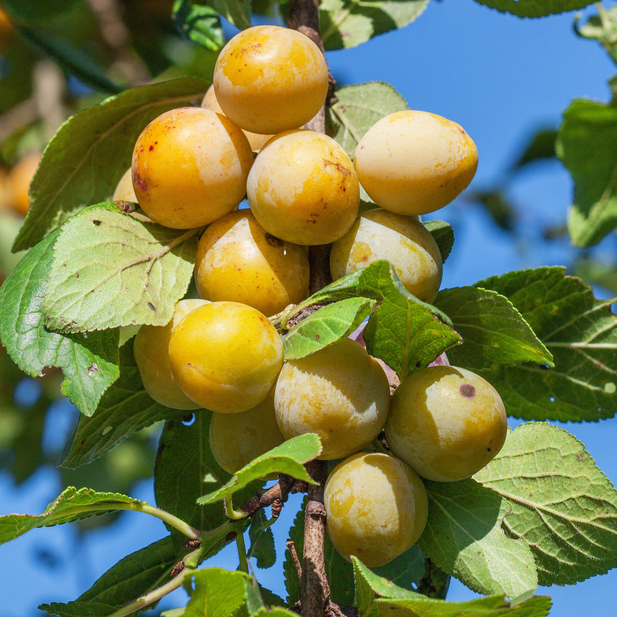 Pflaume Mirabelle von Nancy - Willemse