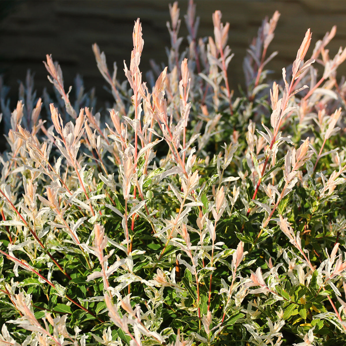 Verkauf Harlekinweide auf Stamm - Salix integra Hakuro Nishiki