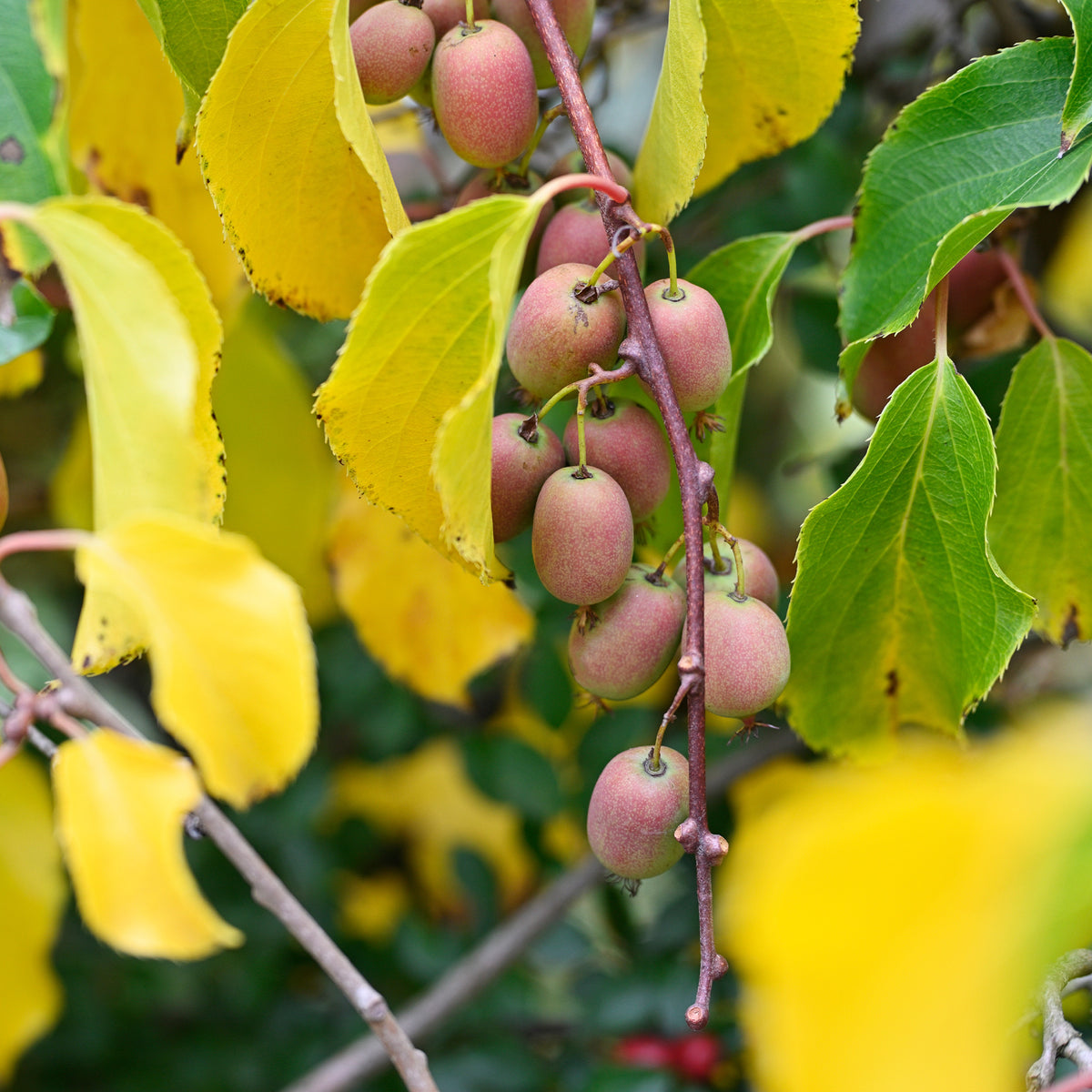 Rotes Kiwi-Paar Weiki ® Plus (1 Männchen + 1 Weibchen) - Actinidia arguta Weiki ® - Willemse