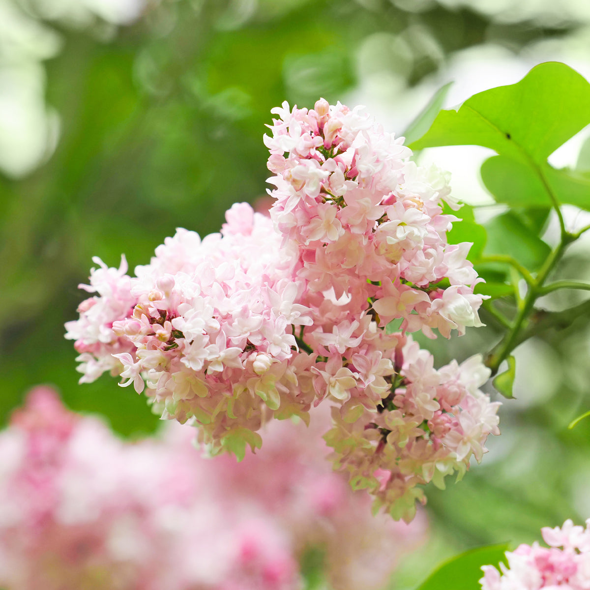 Flieder ‘Beauty of Moscow’ gefüllt - Syringa vulgaris Beauty of Moscow - Willemse