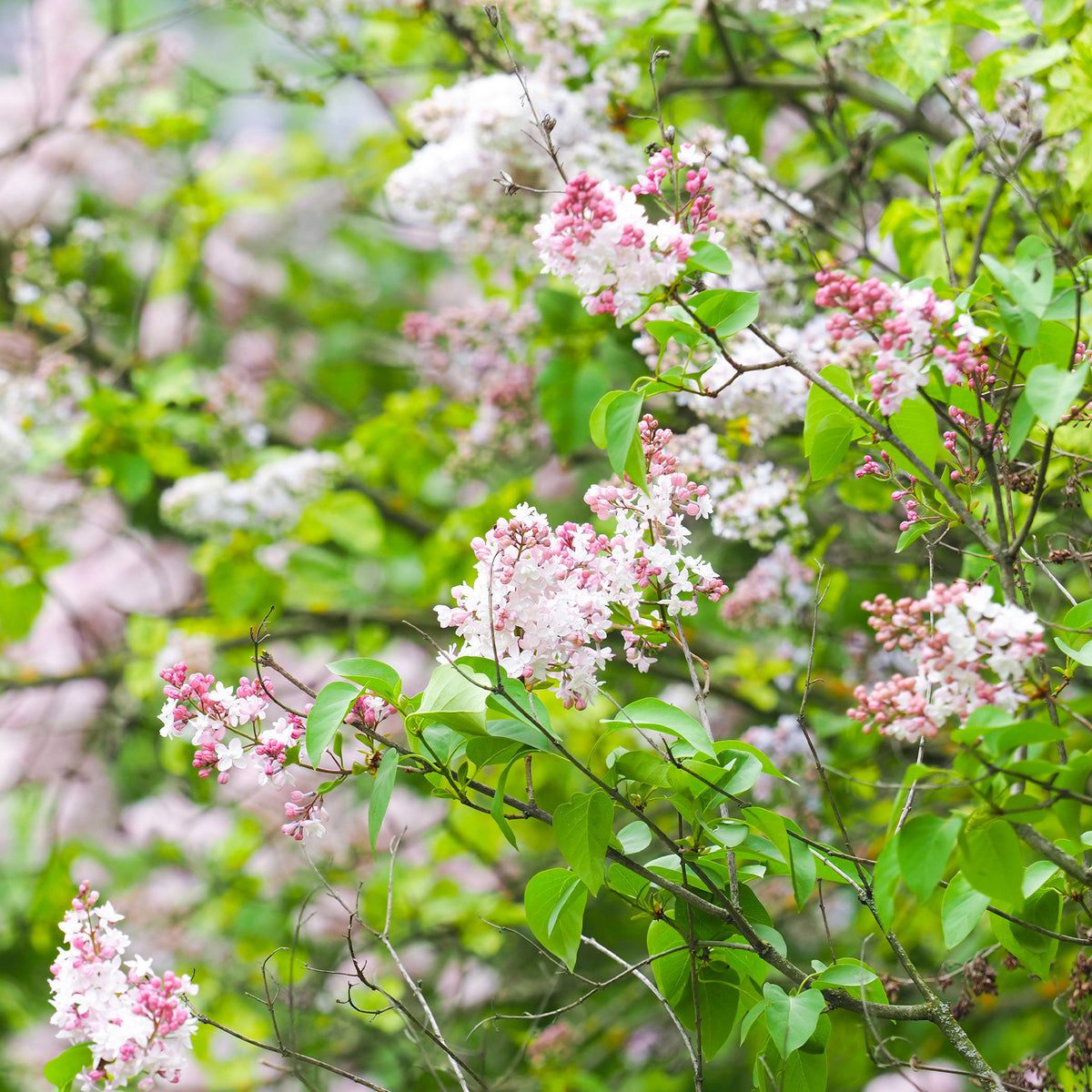 Flieder Beauty of Moscow - Willemse