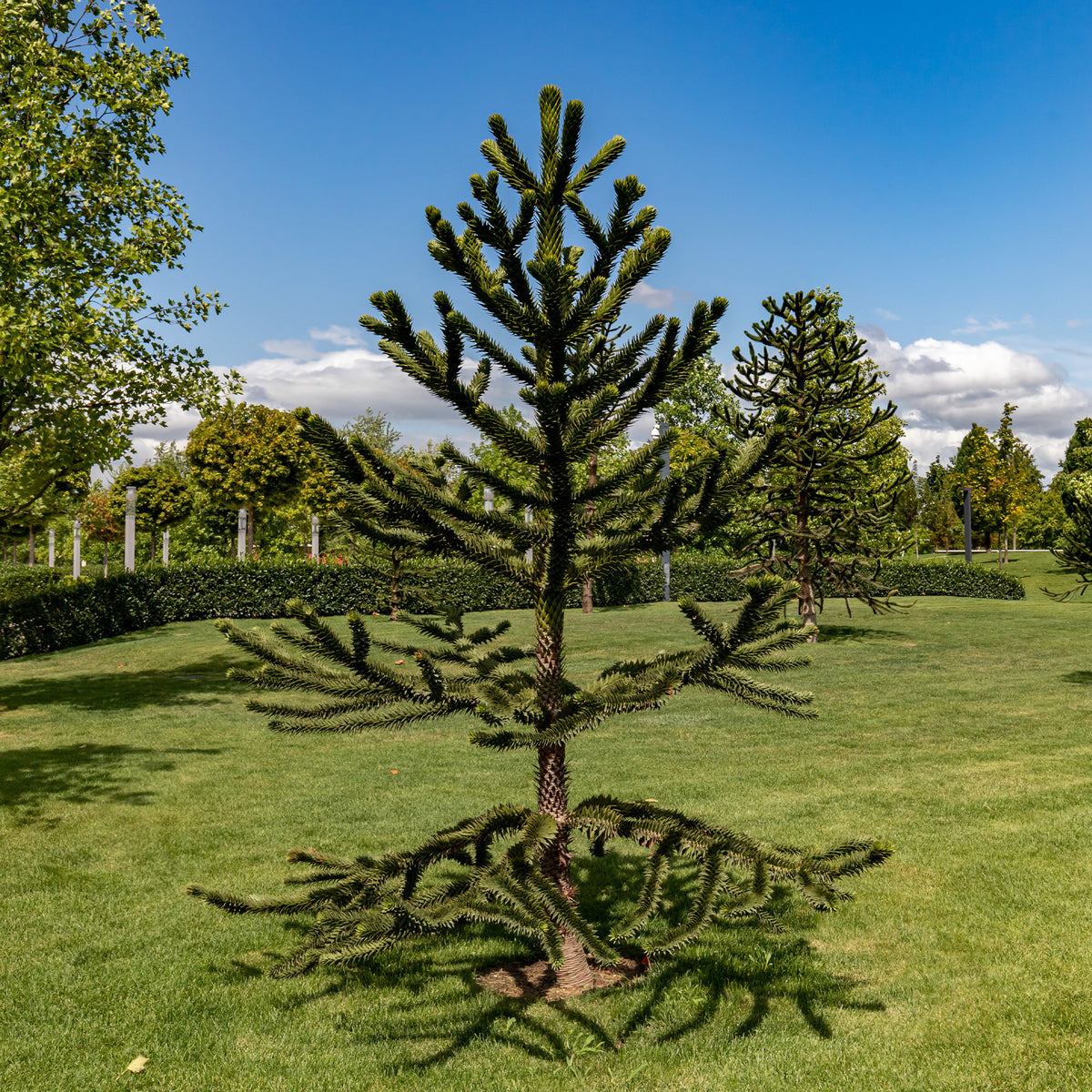 Verkauf Affenbaum - Araucaria imbricata