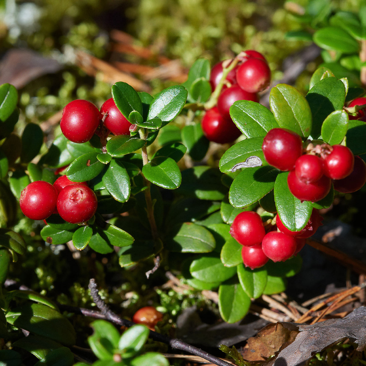 Preiselbeere Miss Cherry ® - Willemse