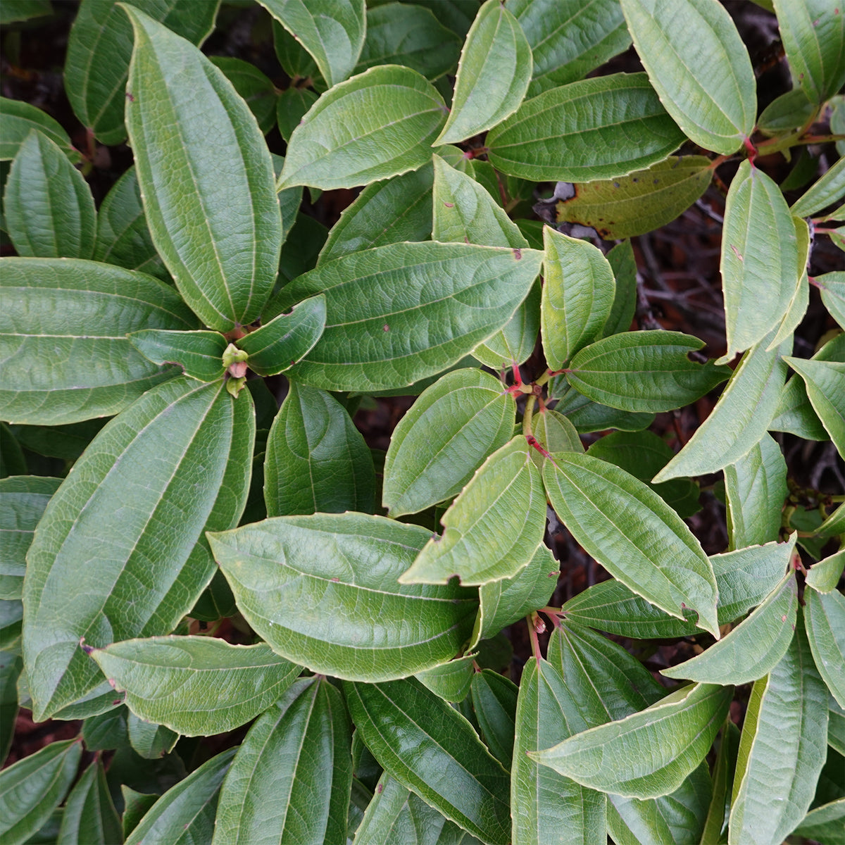 Immmergrüner Kissen-Schneeball - Viburnum davidii - Willemse