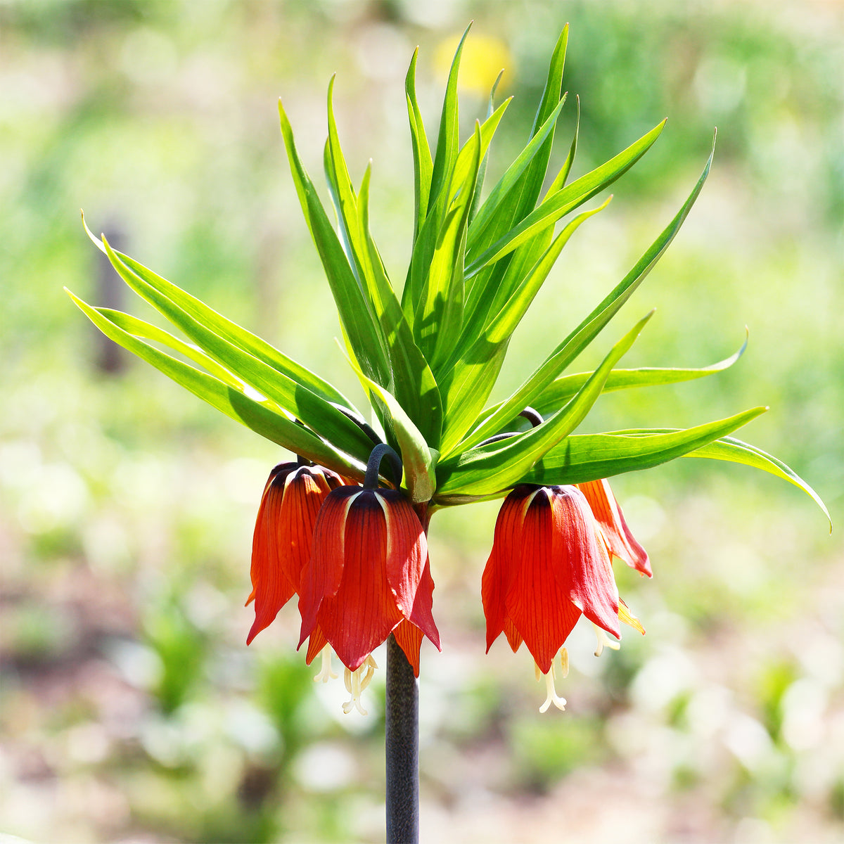 Kaiserkrone rot - Willemse