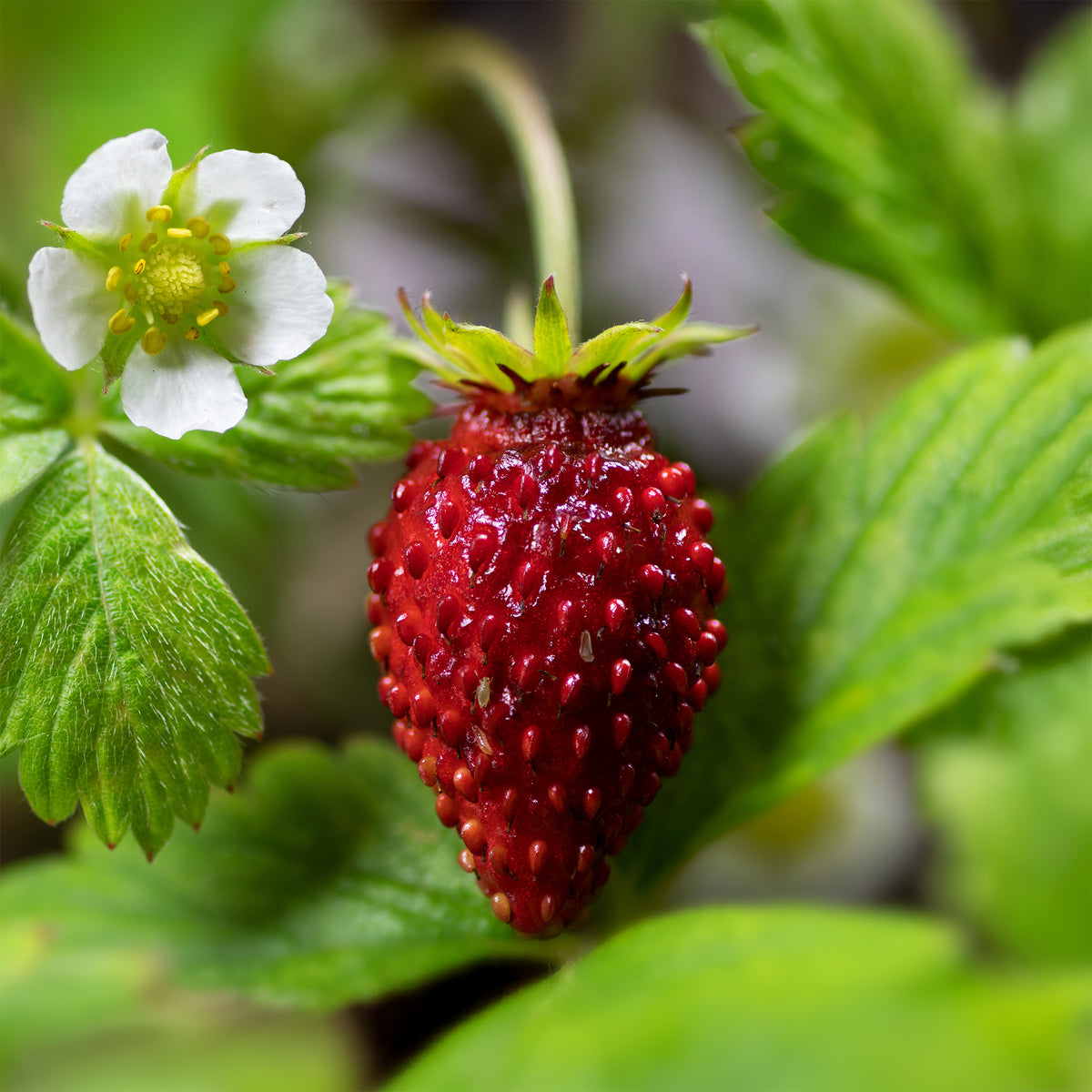 Walderdbeere Königin der Täler - Fragaria vesca reine des vallées - Willemse