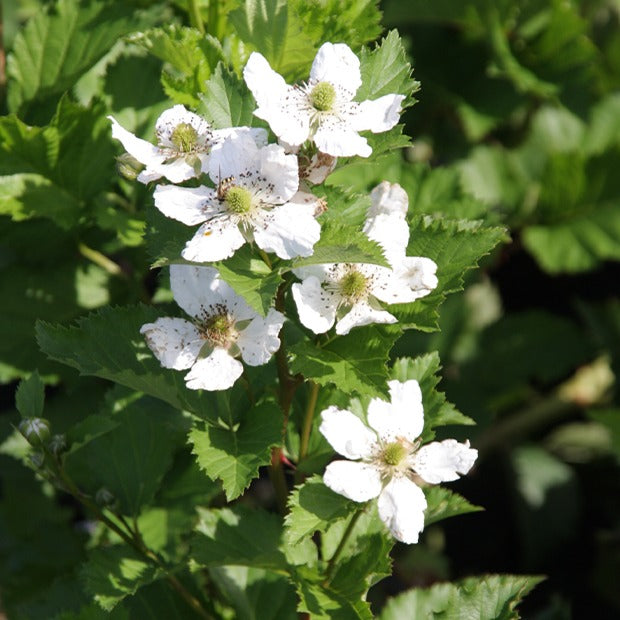 Rubus fruticosus reuben® - Brombeere Reuben - Maulbeerbaum
