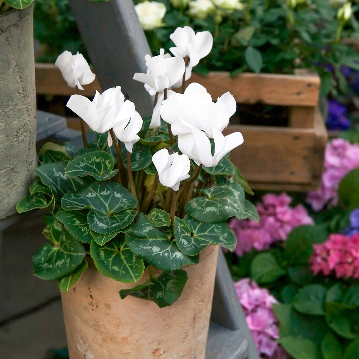 Verkauf Weiße Cyclamen (x3) - Cyclamen super série