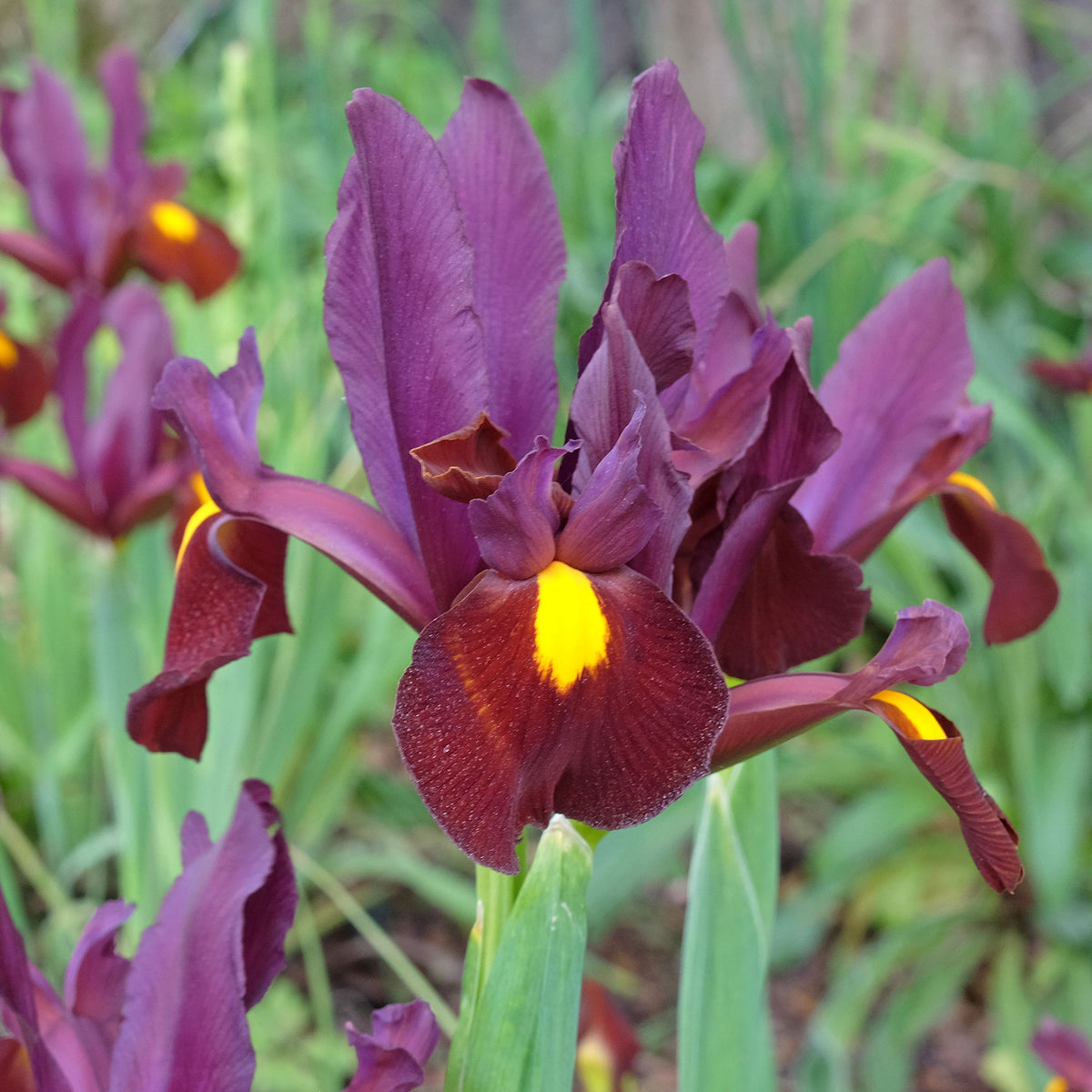 Iris hollandica Red Ember - Holländische Schwertlilie (x20) - Iris-Zwiebeln