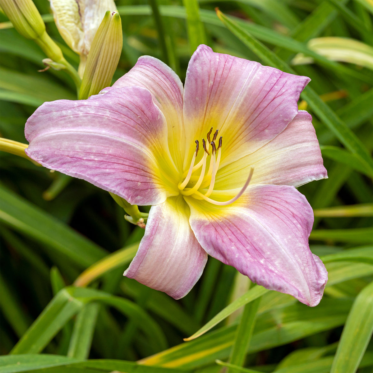 Taglilie ‘Catherine Woodbury’ - Willemse