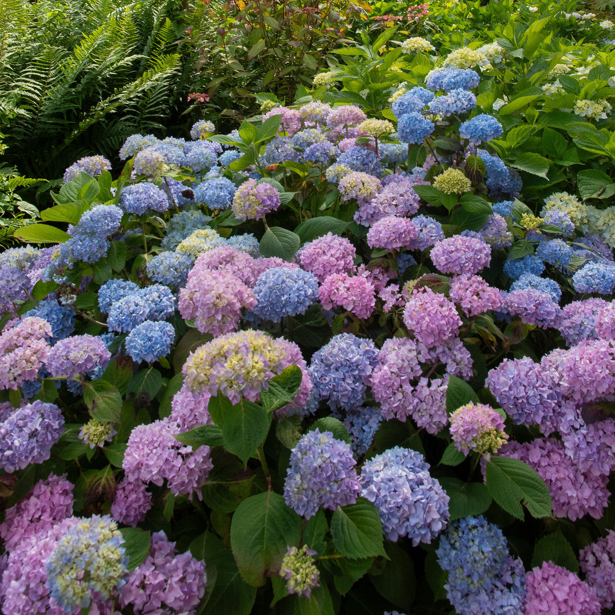 Dreifarbige Bauernhortensie - Hydrangea macrophylla - Willemse