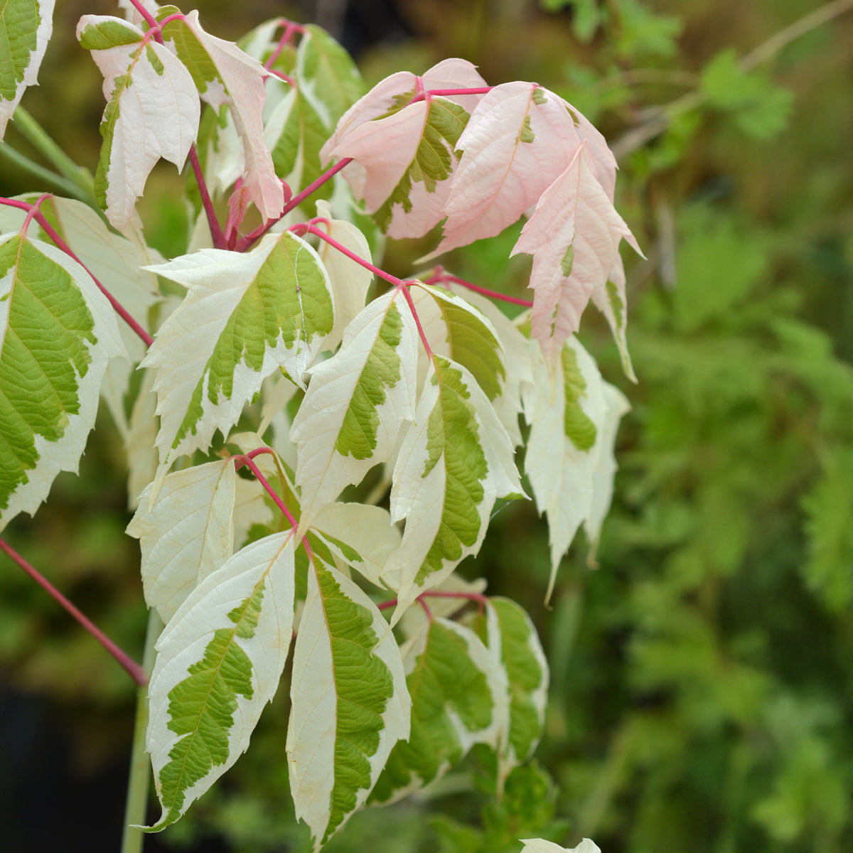 Schnell wachsende Bäume - Flamingo Ahorn - Acer negundo flamingo
