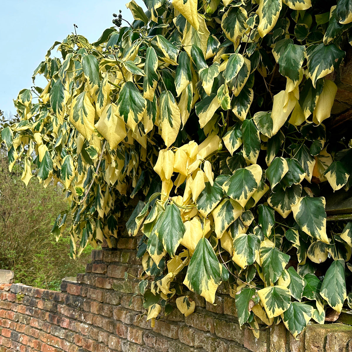 Kaukasus-Efeu ‘Dentata Variegata’ - Hedera colchica dentata variegata - Willemse