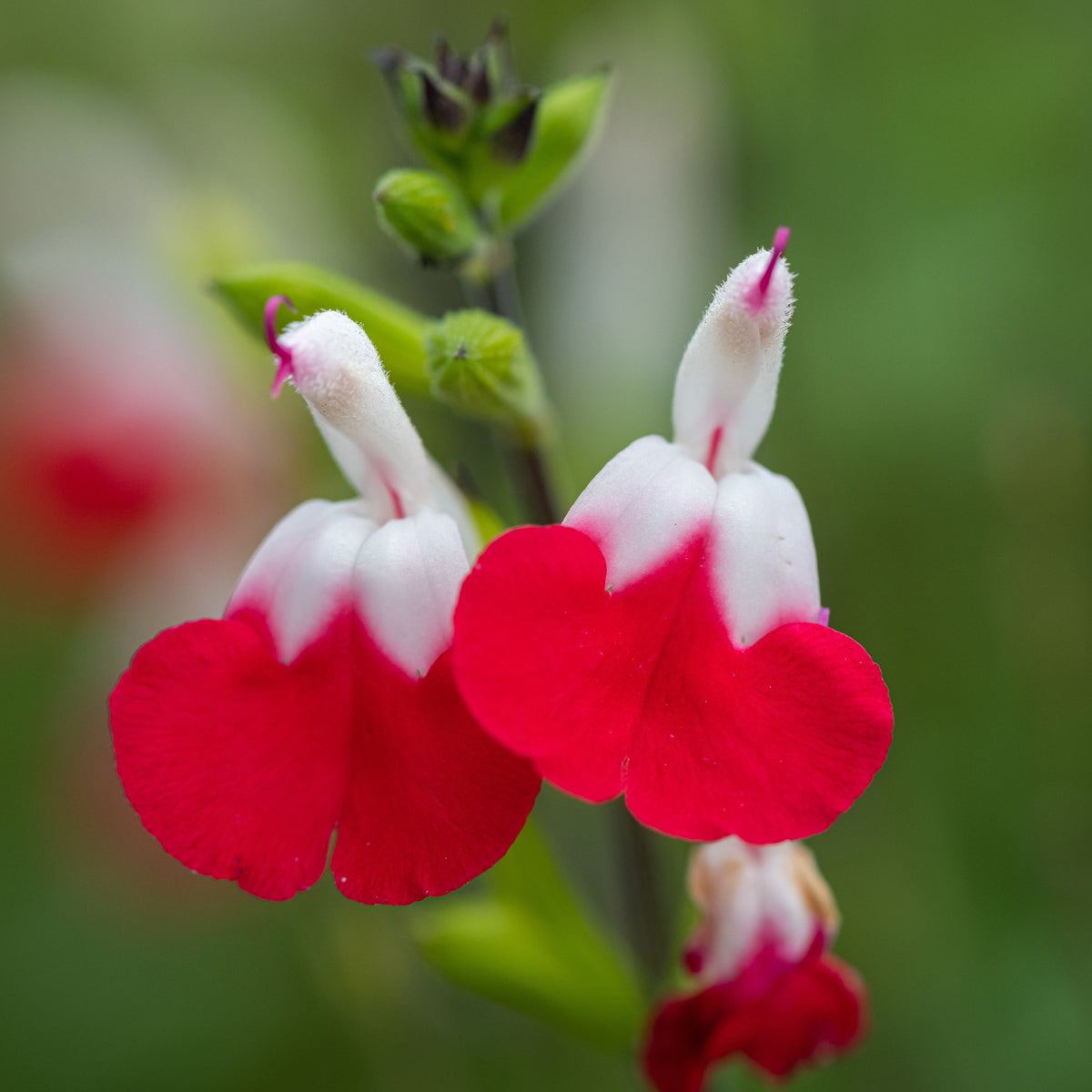 Salbei Hot Lips - Salvia microphylla hotlips (grahamii) - Willemse