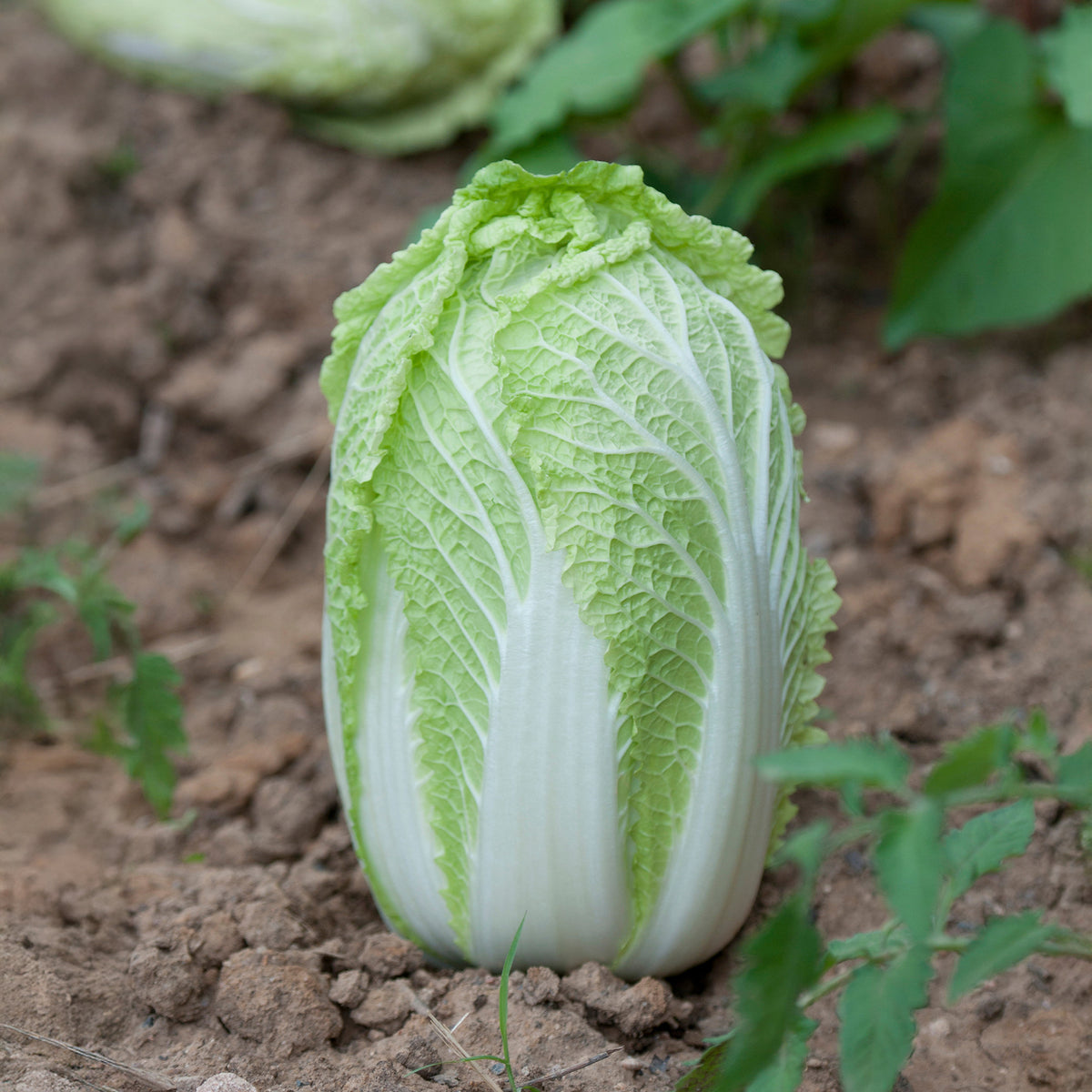 Chinakohl Spectrum F - Willemse