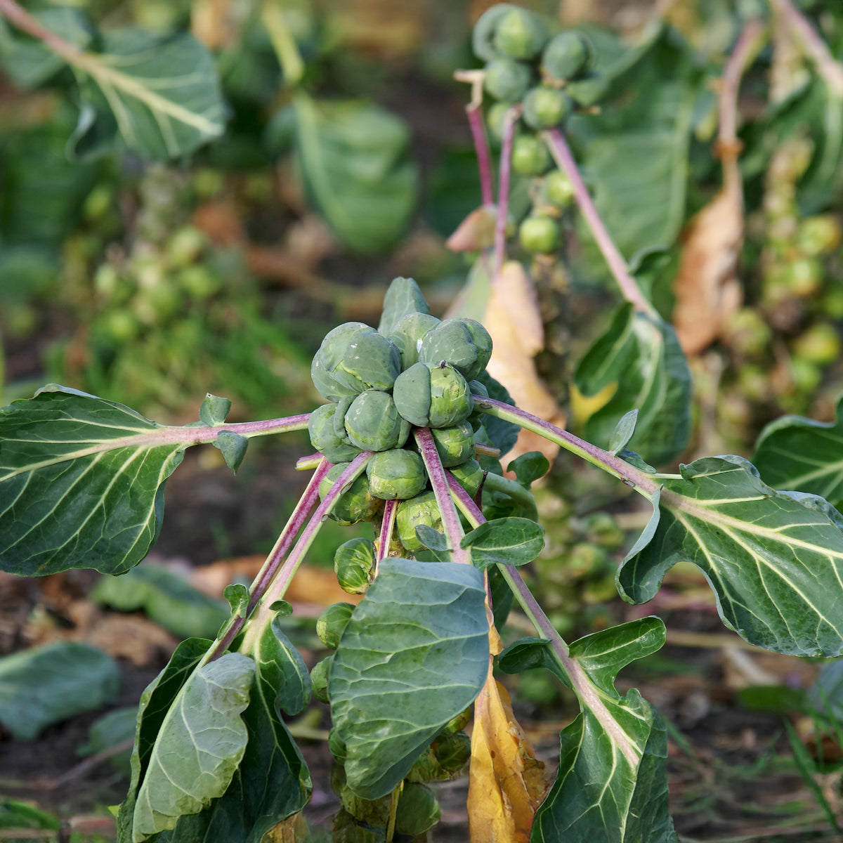 Rosenkohl Roodnerf - Willemse