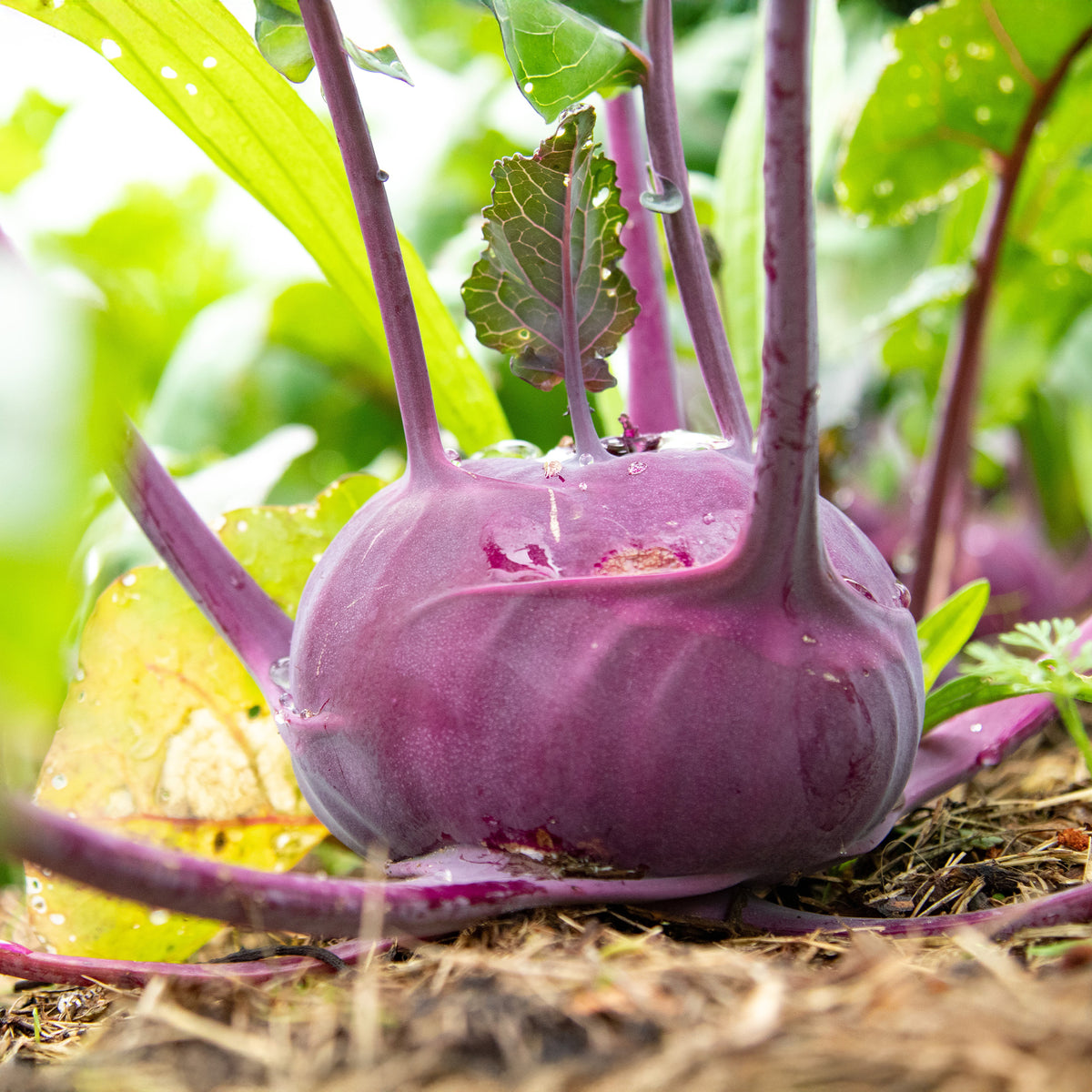Violet kohlrabi Bio - Willemse