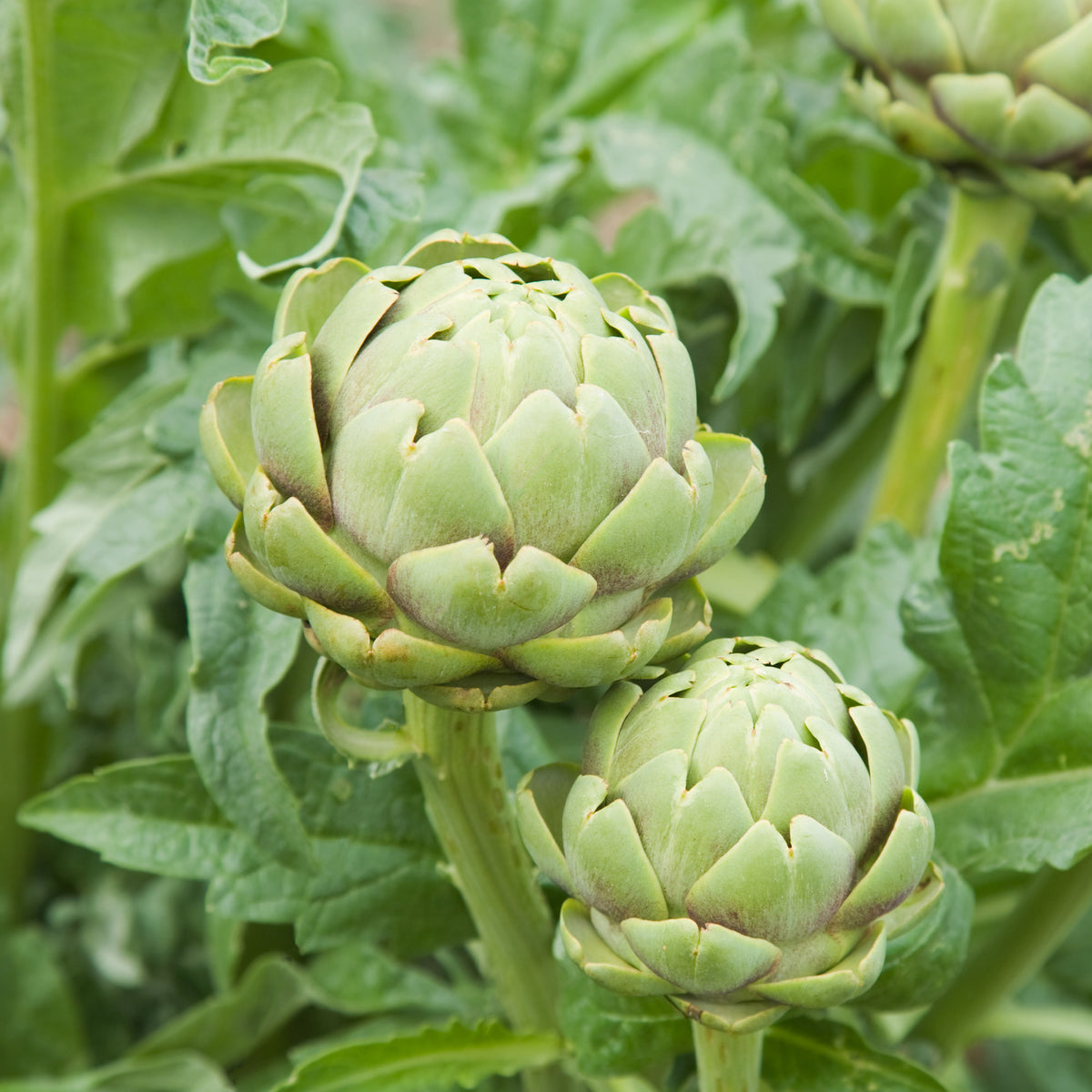 Artischocke Vert de Provence - Willemse