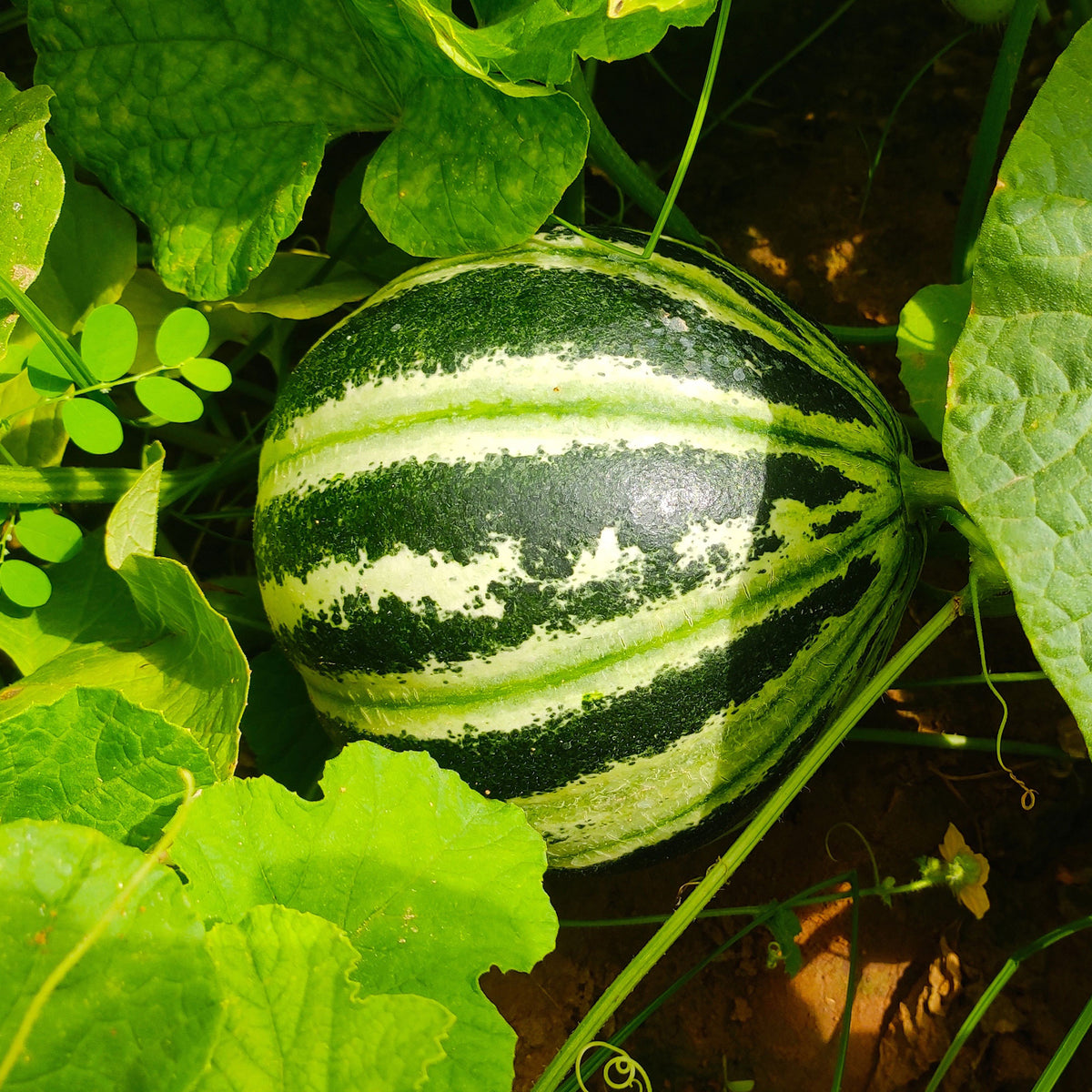 Ananas-Melone ‘Oranje Ananas’ - Willemse