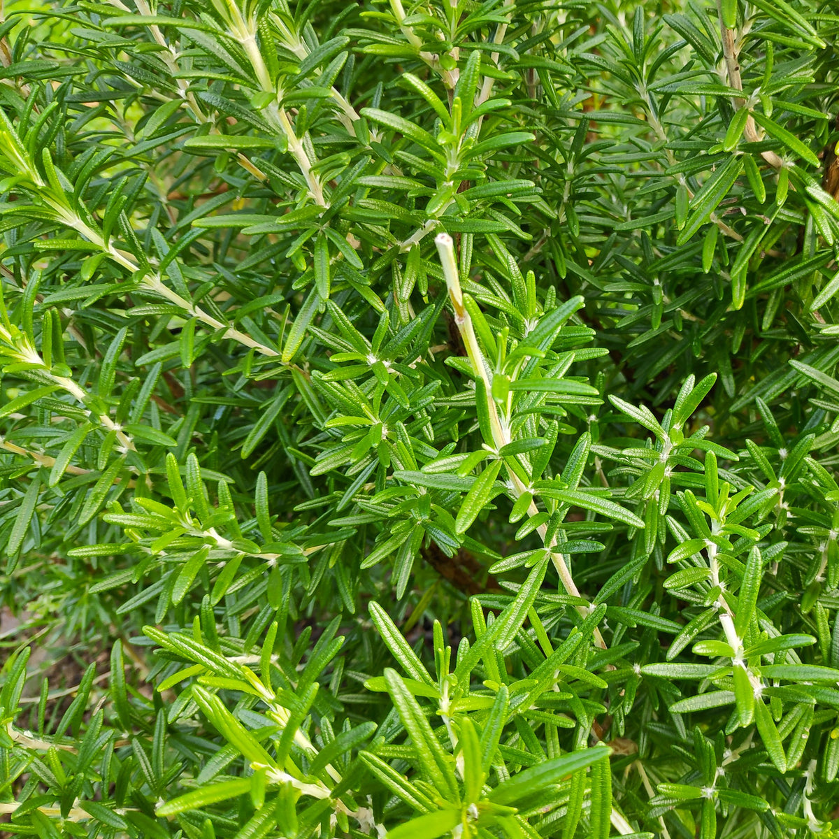 Kräutersamen - Rosmarin - Salvia rosmarinus