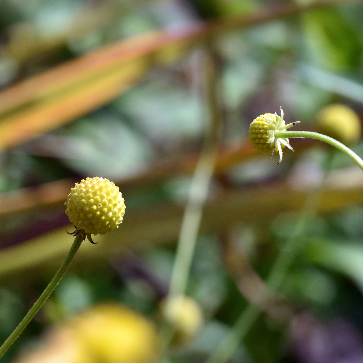 Ananasblume - Willemse