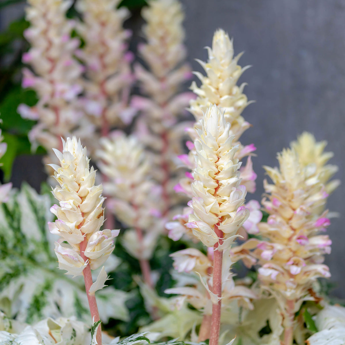 Tasmanischer Akanthus Angel - Willemse