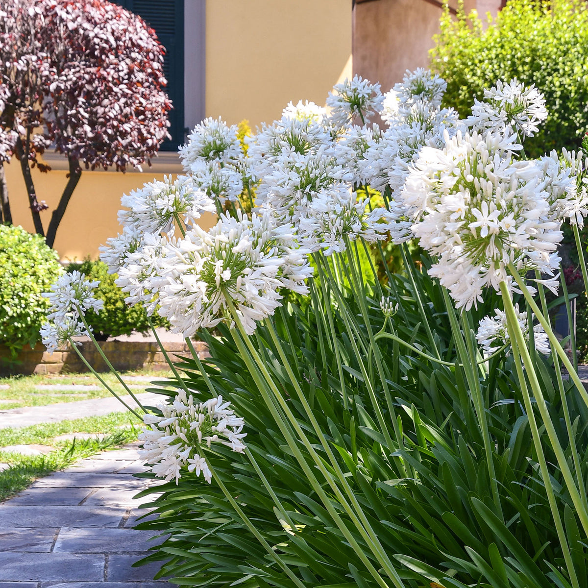 Schmucklilie weiß - Willemse