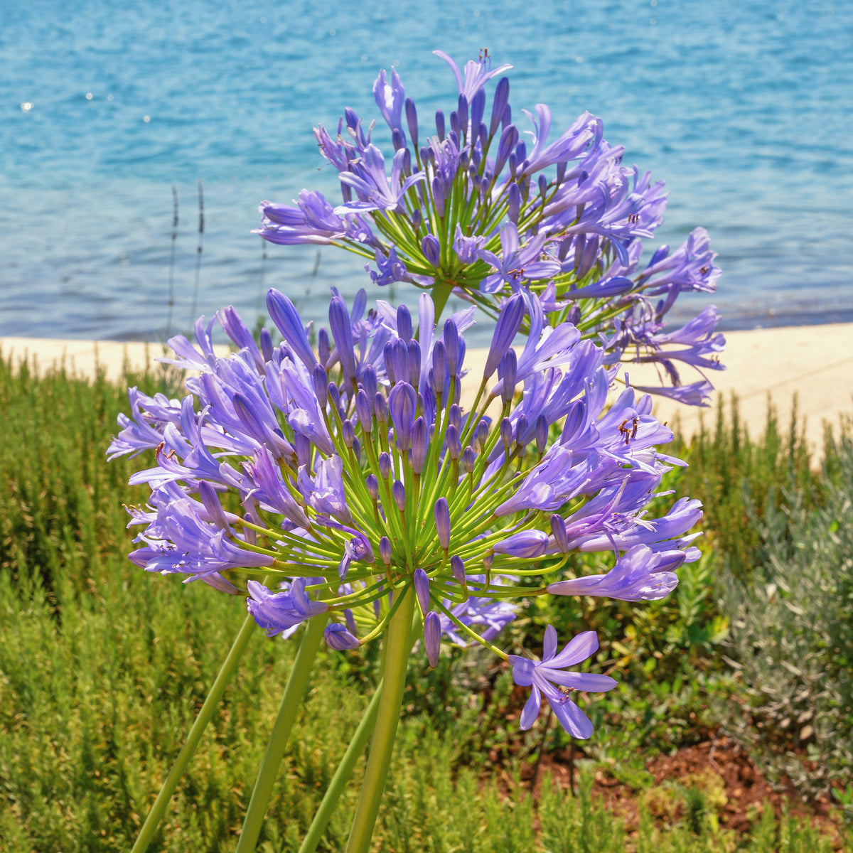 Schmucklilie - Willemse