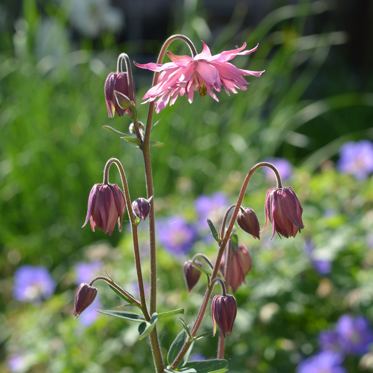 Akelei ‘Rose Barlow’ - Willemse