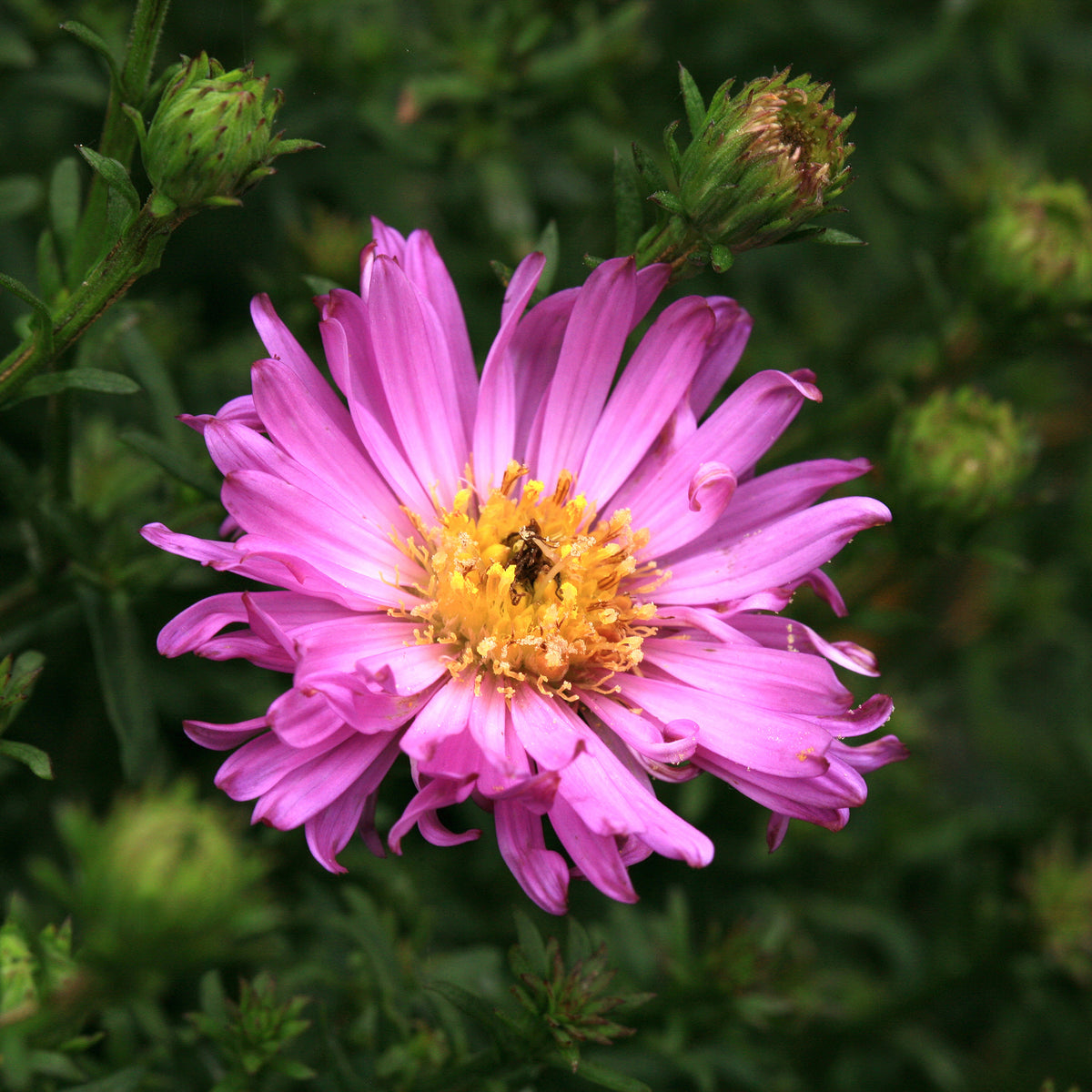 Kissen-Aster 'Herbstgruß vom Bresserhof' - Willemse