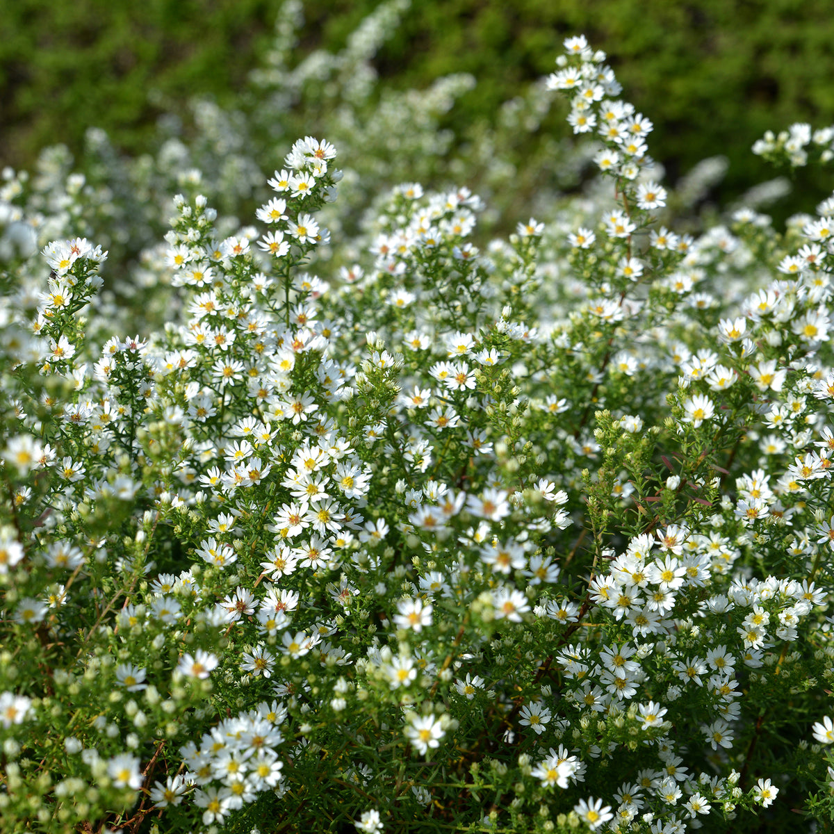 Aster ericoides Snowflurry - Teppich-Aster 'Snow Flurry' - Astern
