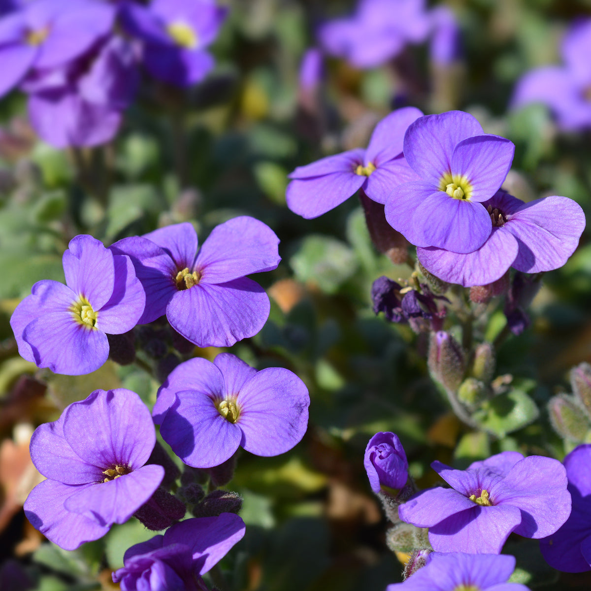 Blaukissen ‘Cascade Purple’ - Willemse