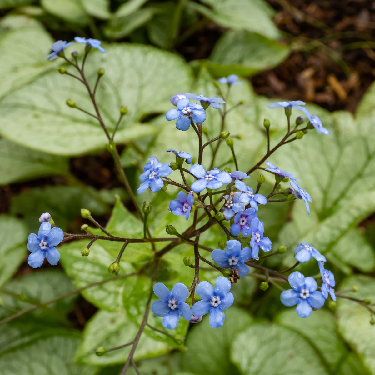 Brunnera macrophylla Silver Heart - Kaukasisches Vergissmeinnicht Silver Heart - Vergissmeinnicht
