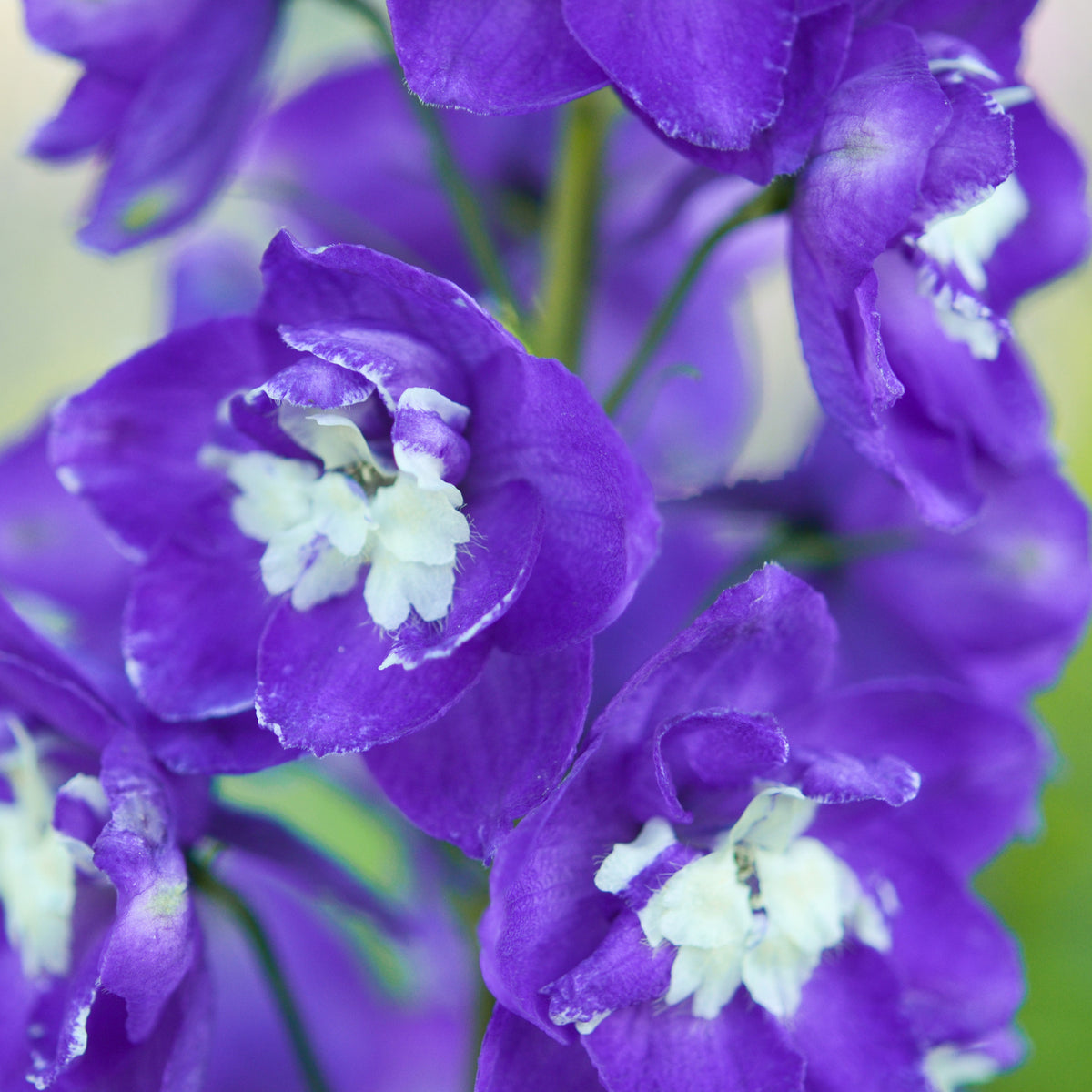 Pacific-Rittersporn 'King Arthur' - Delphinium Pacific King Arthur - Willemse
