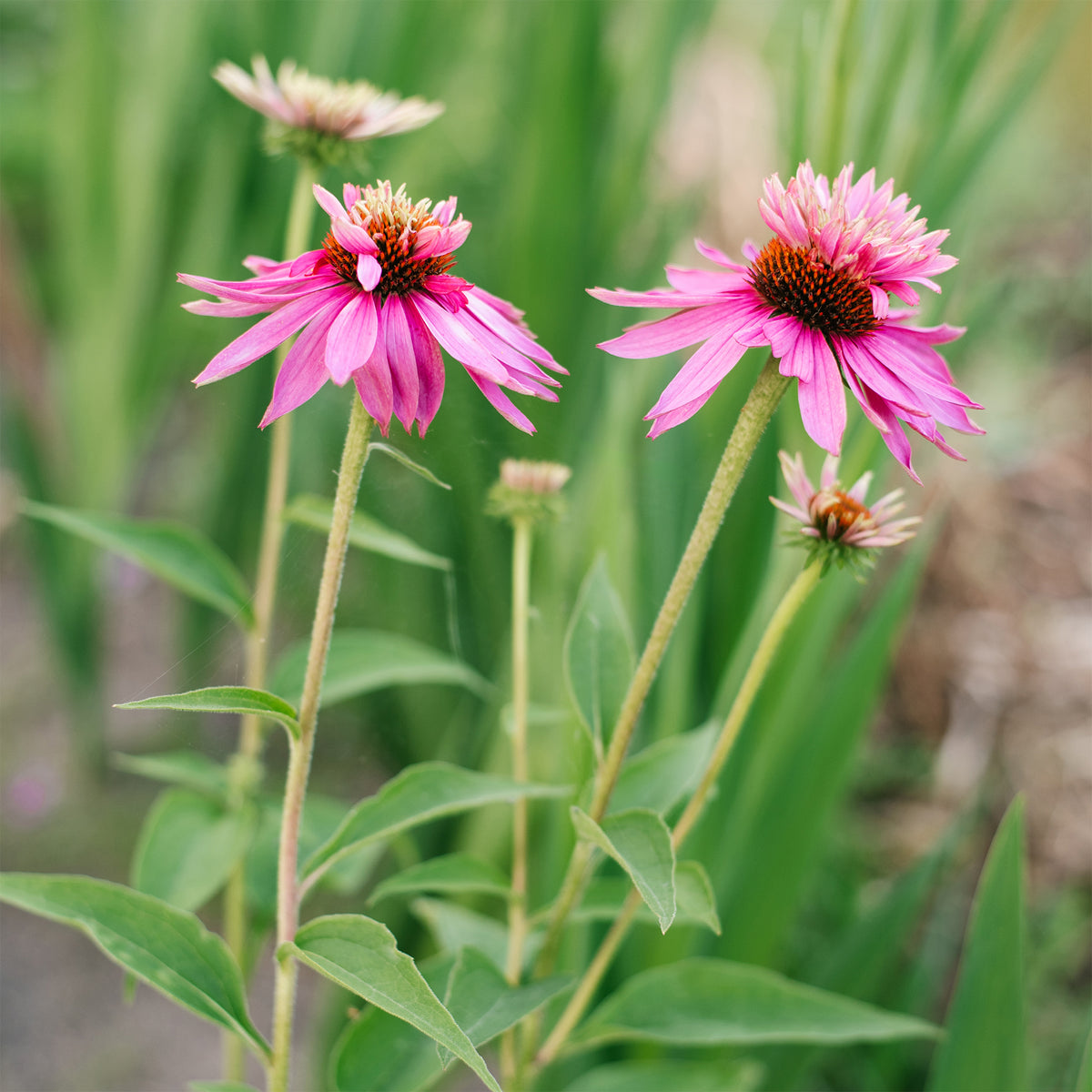 Purpurner Echinacea Double-Decker - Willemse