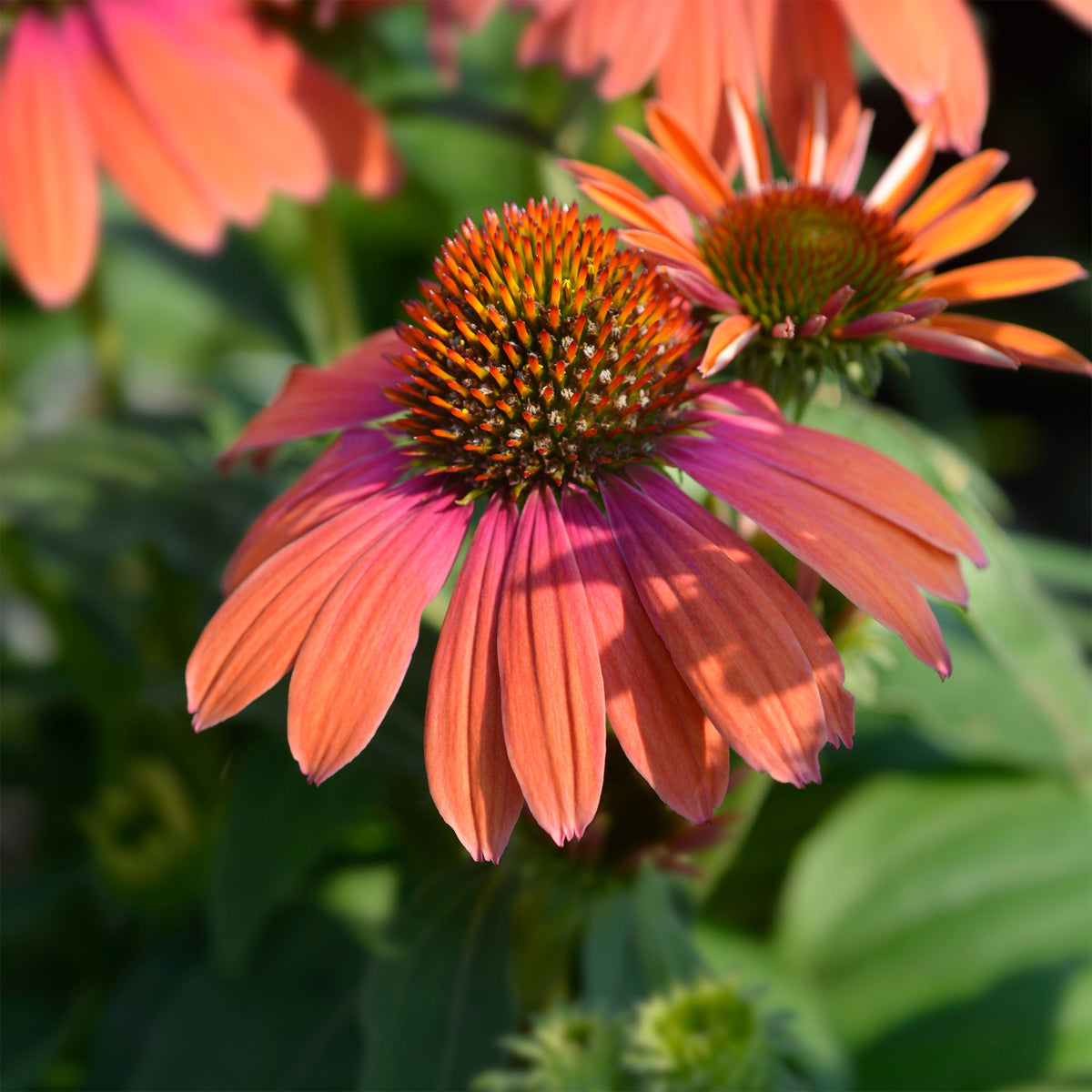 Sonnenhut ‘Julia’ - Willemse