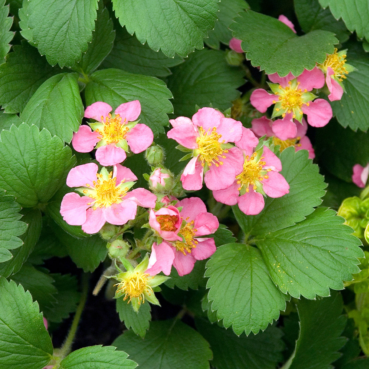Zier-Erdbeere 'Pink Panda' - Fragaria comarum Pink Panda - Willemse