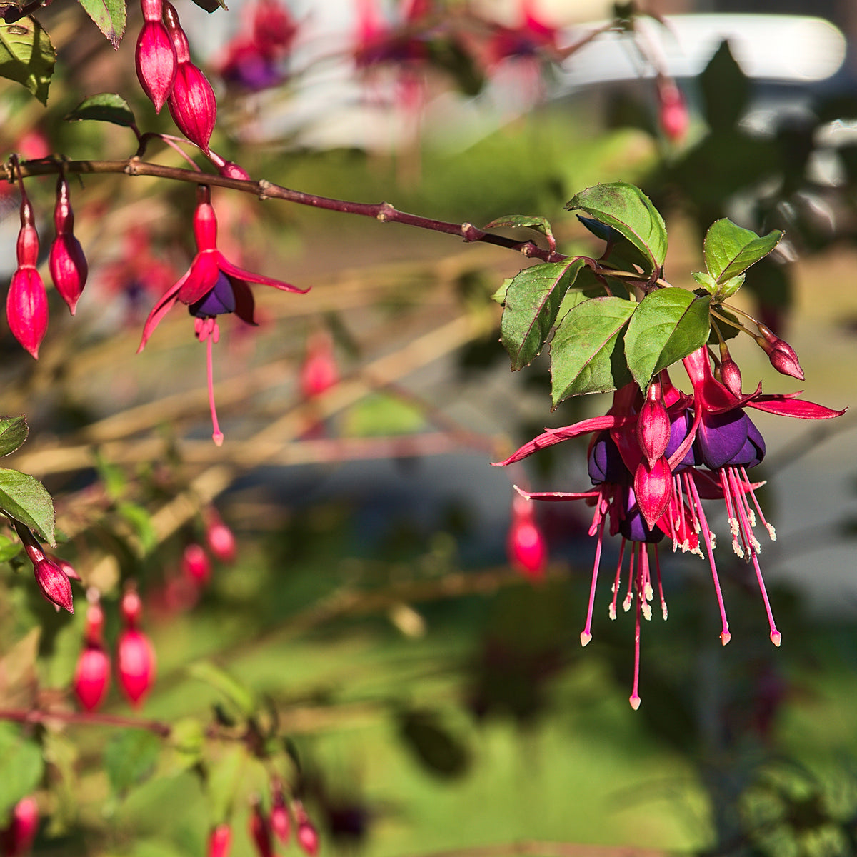 Verkauf Fuchsien Riccartoniii - Fuchsia magellanica Riccartonii