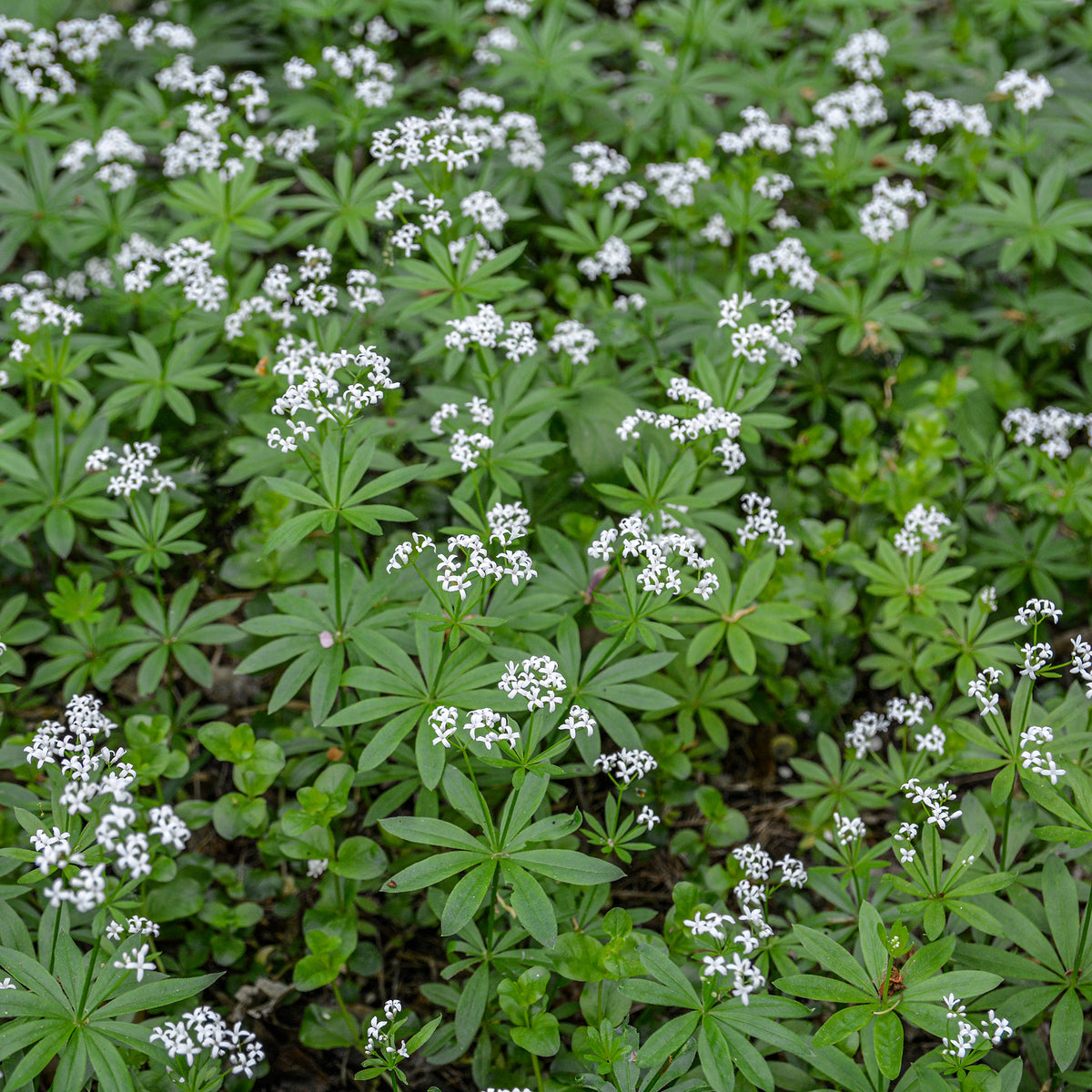 Waldmeister - Willemse