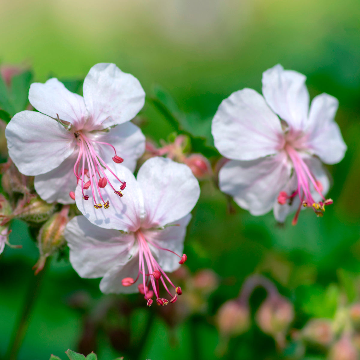 Storchschnabel ‘St Ola’ - Geranium x cantabrigiense st ola - Willemse