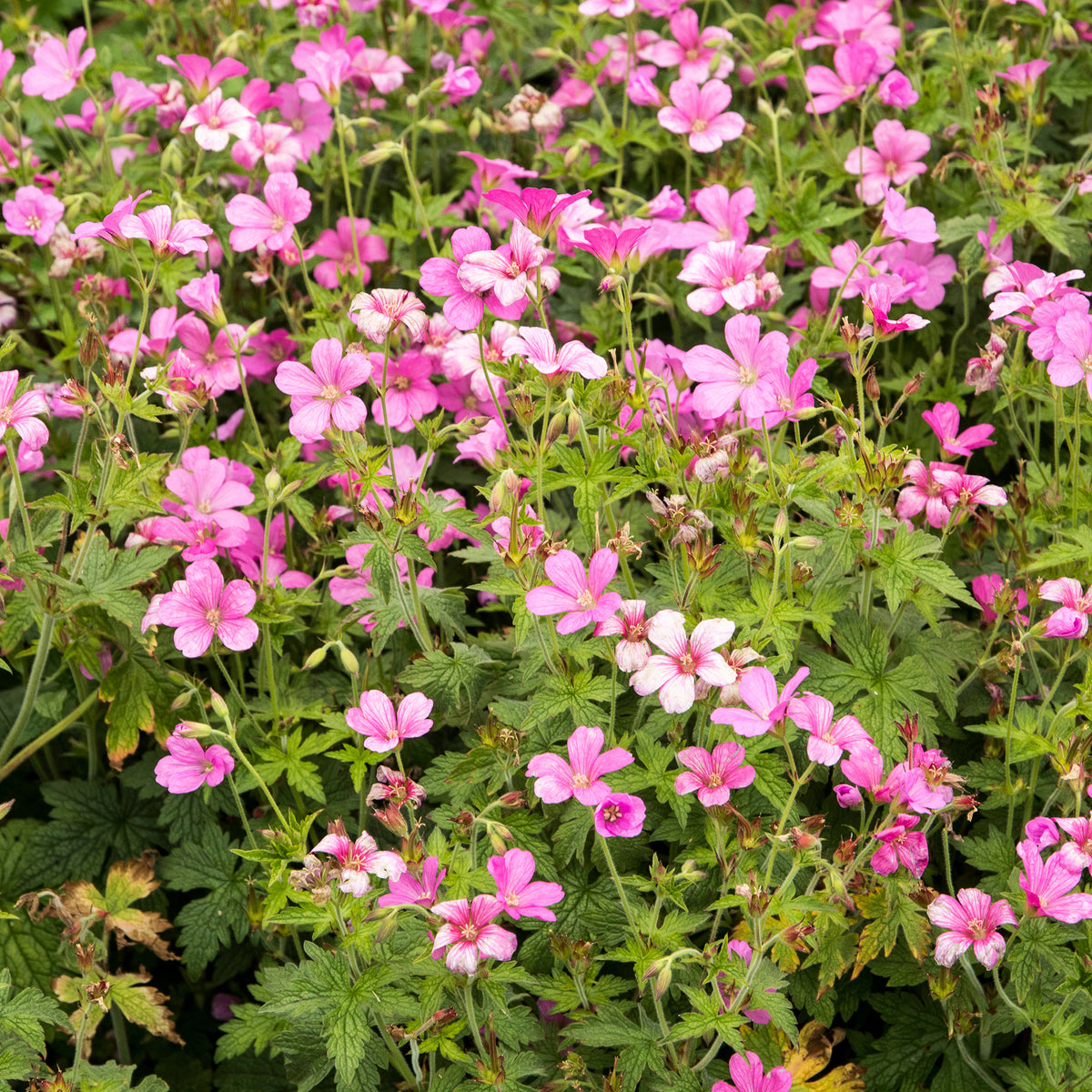 Endress' mehrjährige Geranie - Willemse