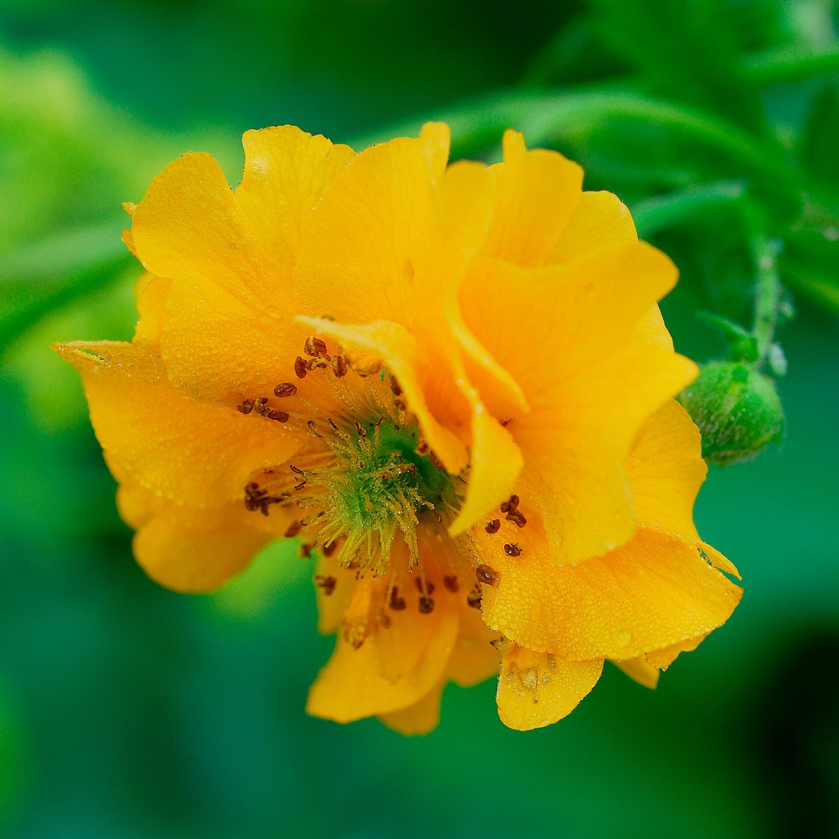 Chilenische Nelkenwurz Lady Stratheden - Geum chiloense Lady Stratheden - Willemse