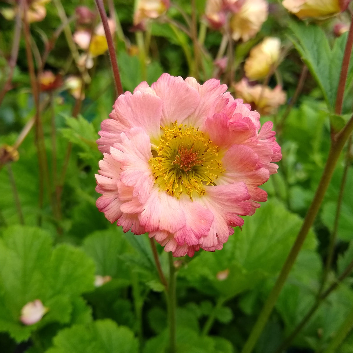 Bach-Bingelkraut Mai Tai - Willemse