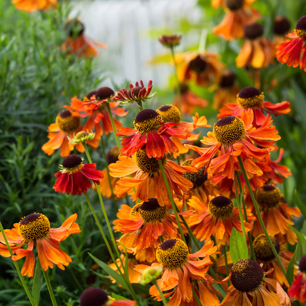 Helenie Moerheim Beauty - Willemse