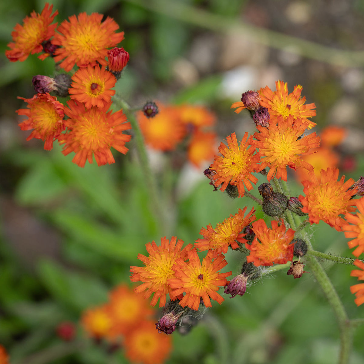Hieracium aurantiacum - Orangerotes Habichtskraut - Stauden