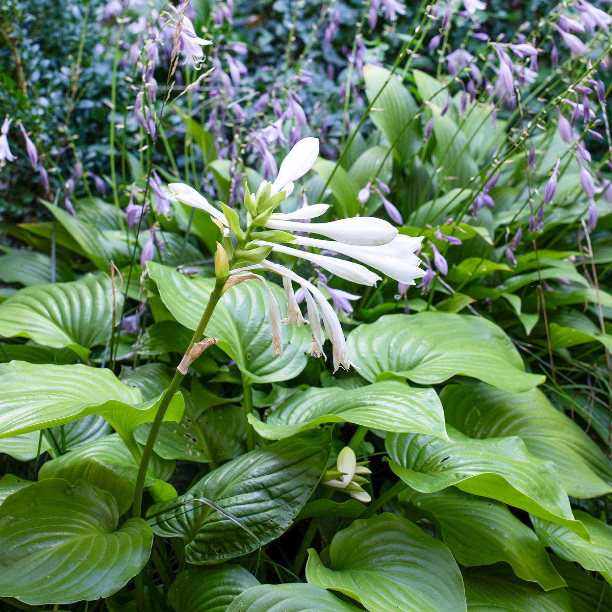 Hosta Royal Standard - Hosta hybride royal standard - Willemse