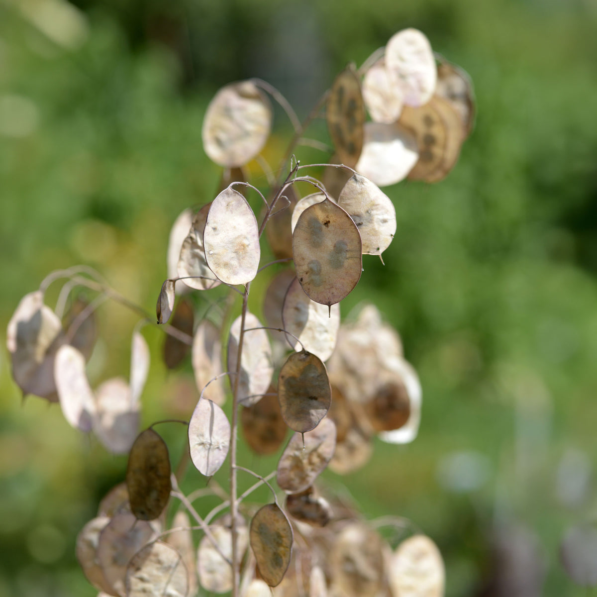 Einjähriges Silberblatt 'Albiflora' - Lunaria annua albiflora - Willemse