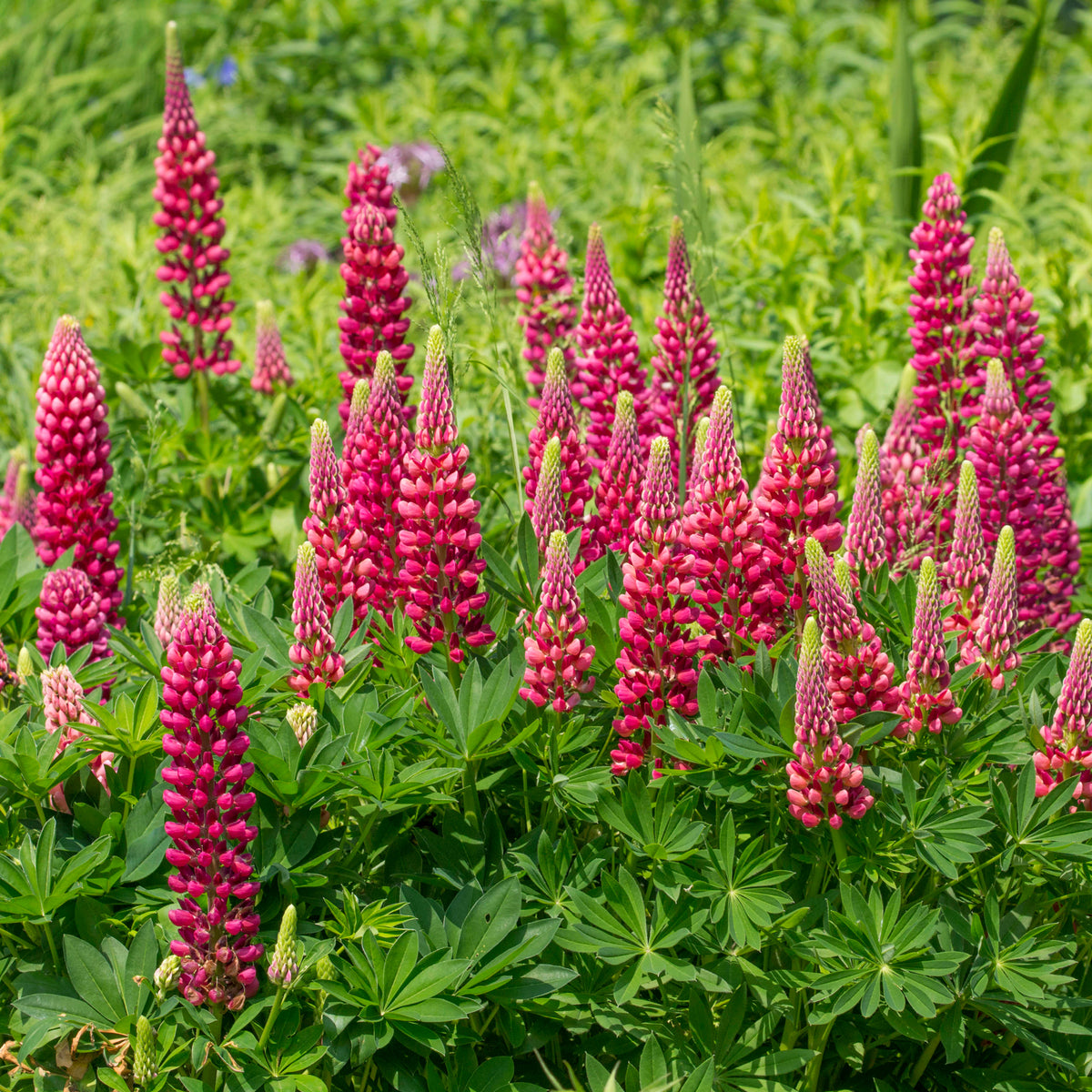 Lupine 'Gallery Red' - Willemse